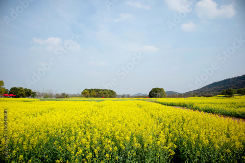 Fototapeta Naklejka Na Ścianę i Meble -  rapeseed field in spring