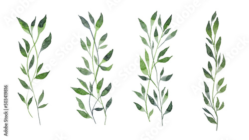 Hand-painted watercolor illustration of a spring green branch. Isolated watercolor illustration of a green plant on a white background. A delicate watercolor branch