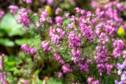 Erica with pink flowers close-up on a flower bed in the park