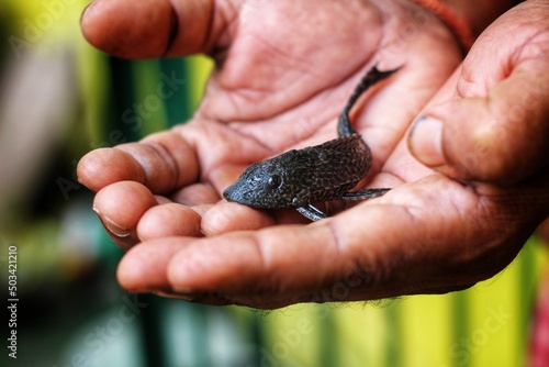 small pleco fish baby in hand of a fish farmer