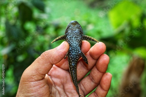 cute little crocodile pleco fish in hand