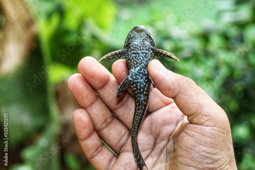 cute little crocodile pleco fish in hand in nice blur background