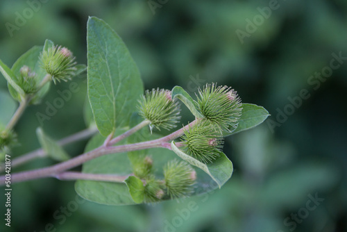 Fényképezés up close burdock leaves growing wild