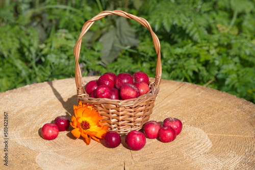 Red apples ranet in a basket on a stump photo