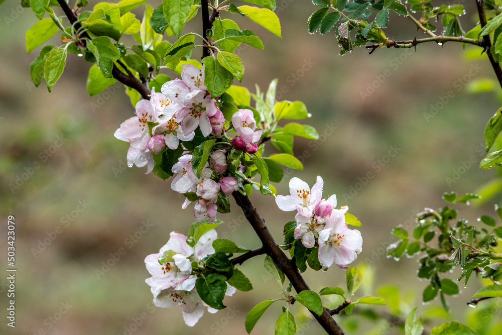 mountain plants and flowering branches after rain in the mountains mountain plants and flowering branches after rain in the mountains