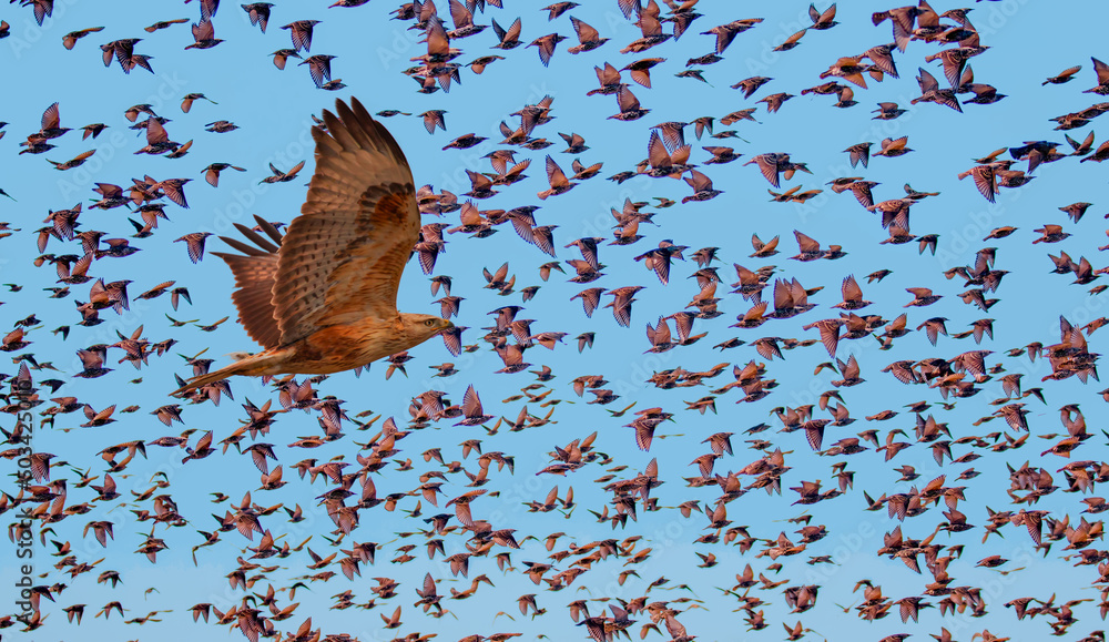 Red tailed hawk attacked to a many birds (starling) - obrazy, fototapety, plakaty 