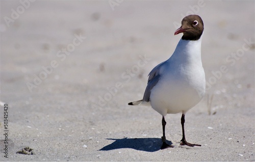 Möwe am Strand photo