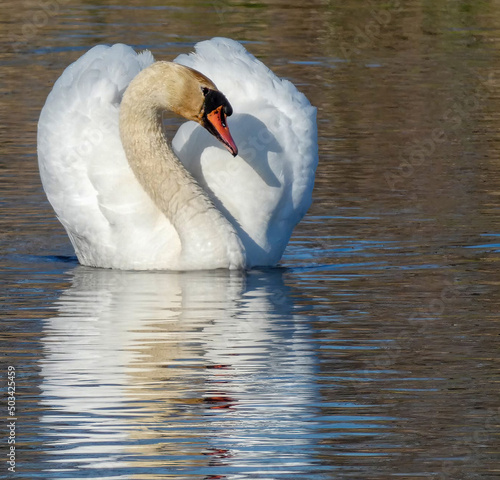 in the water pond one dumb white swan