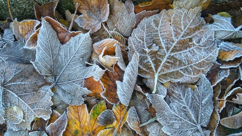 Gefrorene Blätter - Frozen leafs