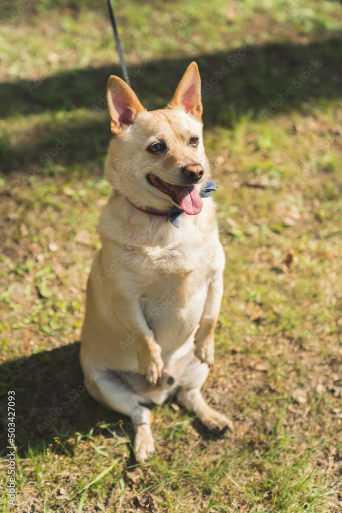Vertical outdoor shot of a funny adorable mixed-breeded dog sitting on the grass with his front paws held up high. High quality photo