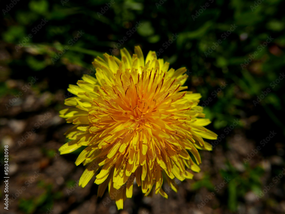 macro of delicate country flower macro of delicate country flower