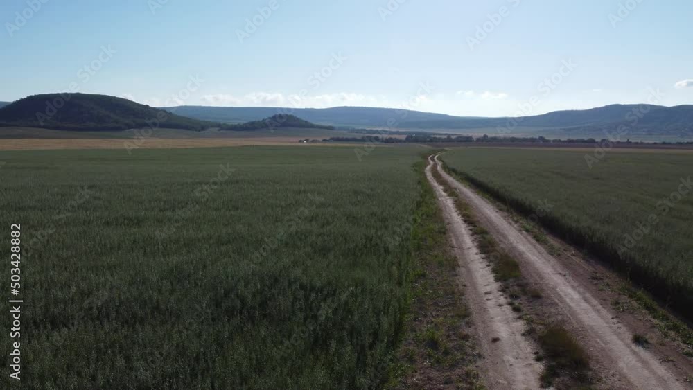 Aerial view on road in Green oats field in countryside. Field of oats blowing in the wind at sunny spring day. Ears of barley crop in nature. Agronomy, industry and food production. Aerial view on road in Green oats field in countryside. Field of oats blowing in the wind at sunny spring day. Ears of barley crop in nature. Agronomy, industry and food production.