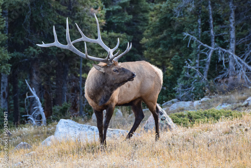 Elk in Rocky Mountain National Park, Colorado, USA