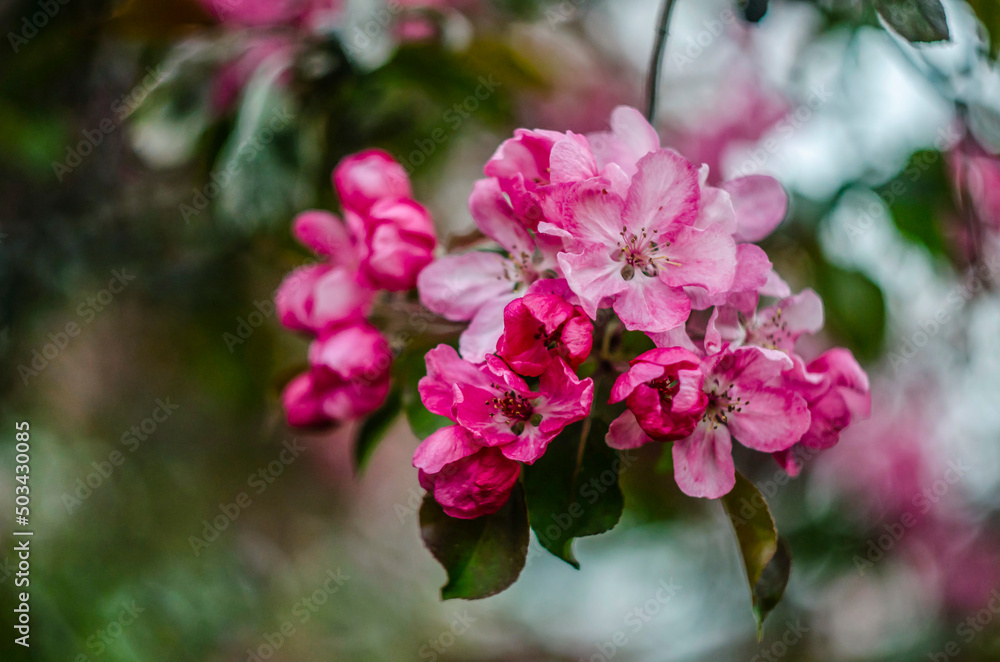 Flowering paradise apples on a faded background. Flowering paradise apples on a faded background.