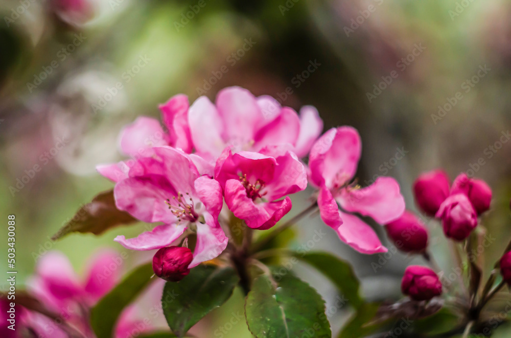 Flowering paradise apples on a faded background. Flowering paradise apples on a faded background.