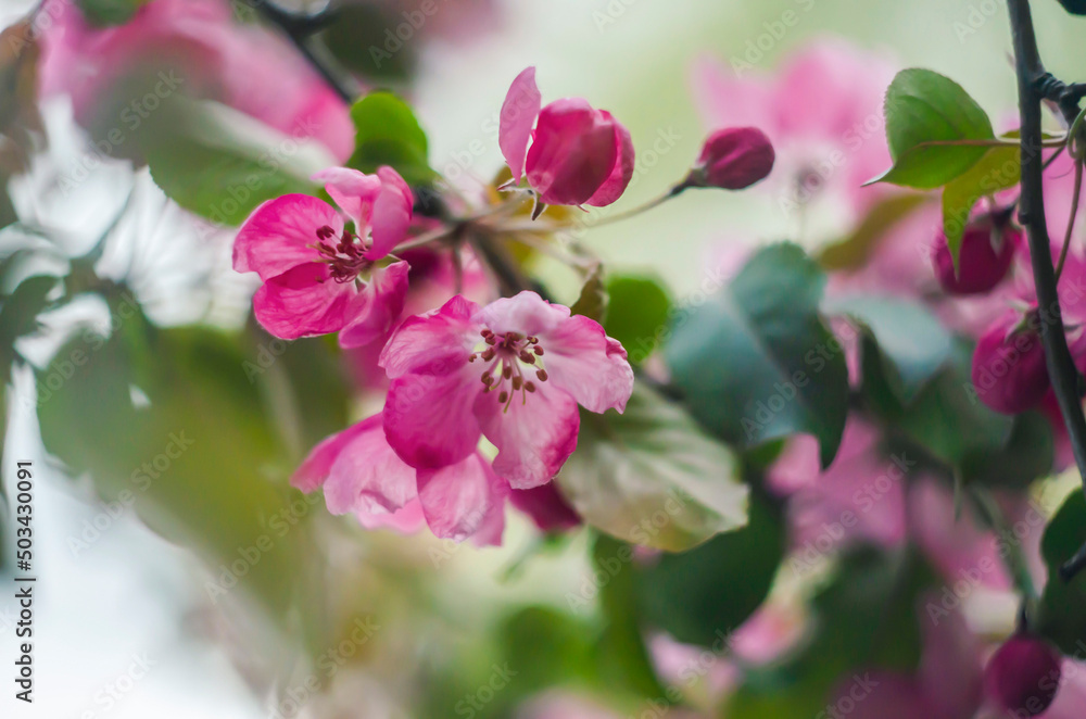 Flowering paradise apples on a faded background. Flowering paradise apples on a faded background.