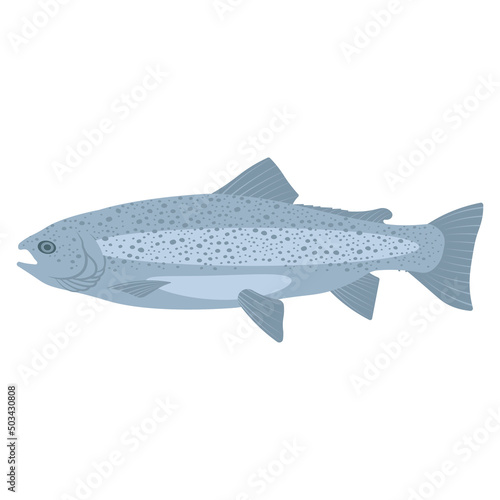 Rainbow trout fish on a white background
