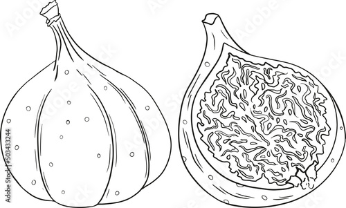 Vector figs. Fruit product for juice or jam label, packaging sticker, grocery shop tag, farm store and coloring pages. Fresh cartoon fig isolated on white background. 