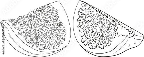 Vector figs. Fruit product for juice or jam label, packaging sticker, grocery shop tag, farm store and coloring pages. Fresh cartoon fig isolated on white background. 