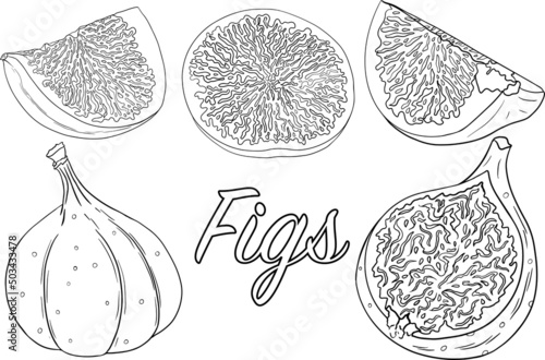 Vector figs. Fruit product for juice or jam label, packaging sticker, grocery shop tag, farm store and coloring pages. Fresh cartoon fig isolated on white background. 