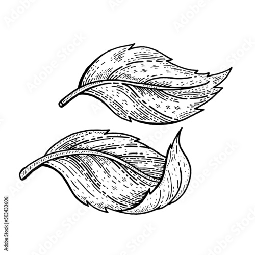 Leaf sketch. Vector plant. Tea, mint, apple tree leaves drawn hand illustration. Vintage black line nature drawing on white background. Ink outline pattern art. Fresh sprout icon of mint, tea leaf