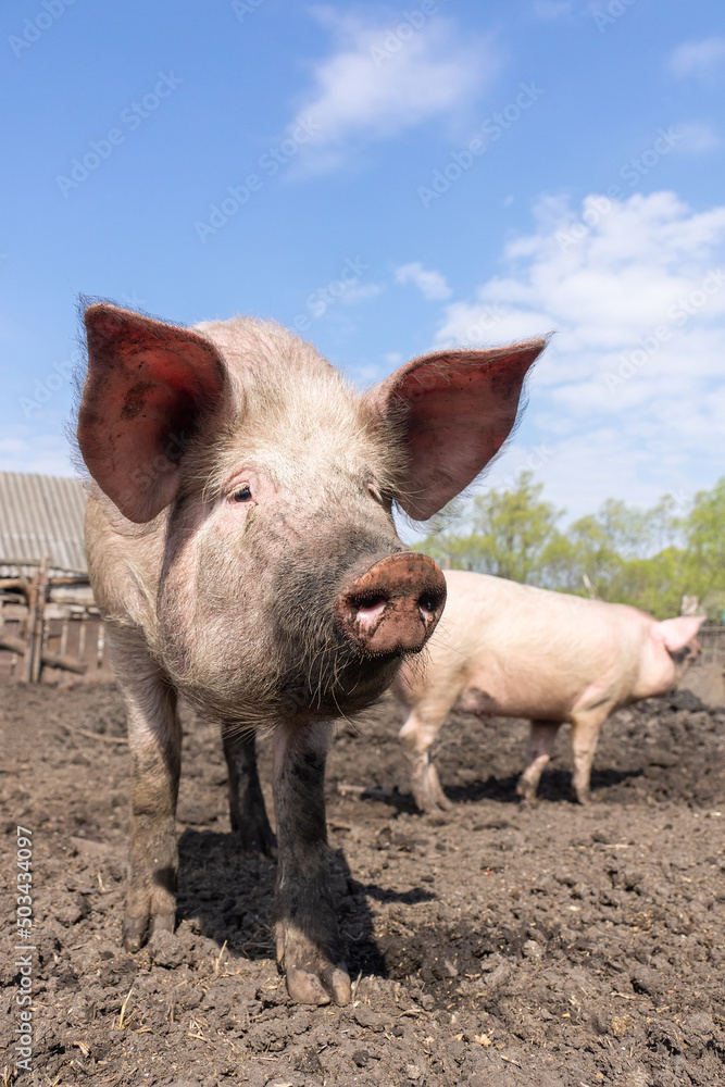 Pig farming raising and breeding of domestic pigs. Pig farming raising and breeding of domestic pigs.
