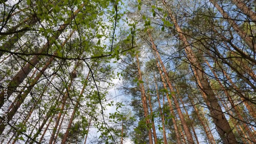 Walking in the spring forest, looking up at the tree's branches, and fresh spring canopy. Walking in the spring forest, looking up at the tree's branches, and fresh spring canopy.
