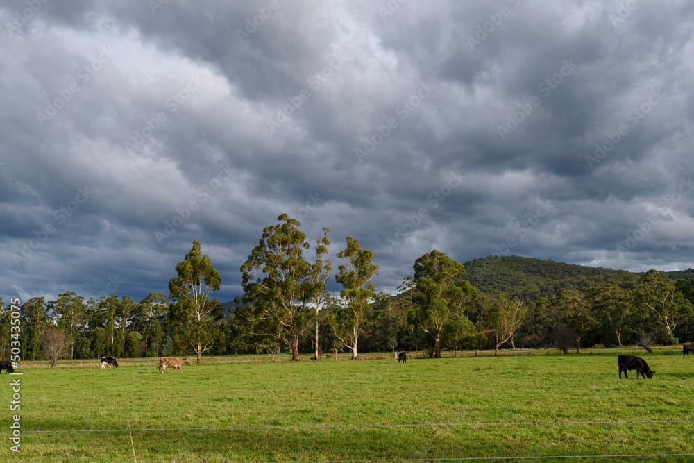 Fototapeta premium Yarra Glen Landscape, Victoria, Australia