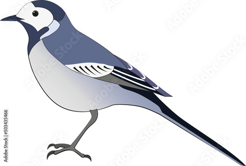 White wagtail (Motacilla alba), with swedish name Sädesärla.
