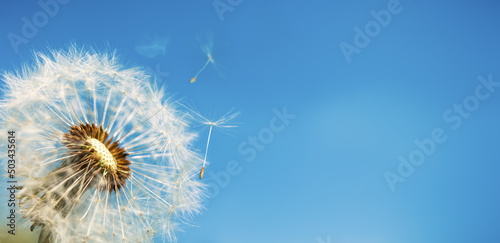 Fototapeta Naklejka Na Ścianę i Meble -  Close up of dandelion with flying seeds on a blue background