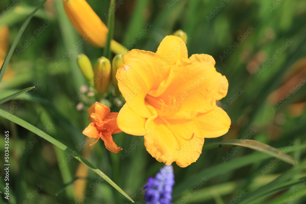 春の花 春の花