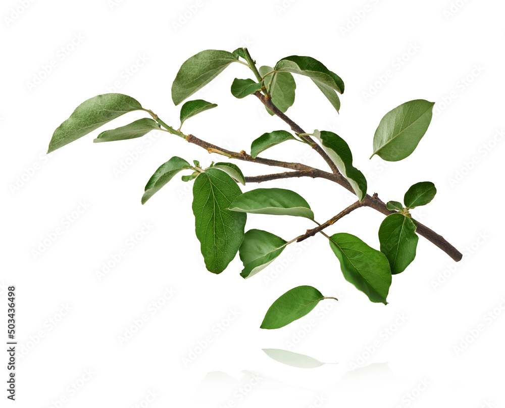 Fresh quince leaves falling in the air isolated Fresh quince leaves falling in the air isolated