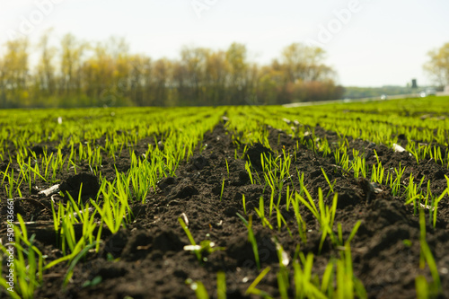 Future harvest 2022. Seedlings of winter wheat. The field is sown with grain crops.