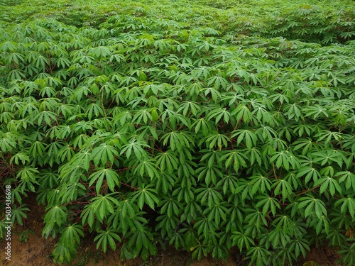 cassava plant (Manihot esculenta) growing in a farm photo