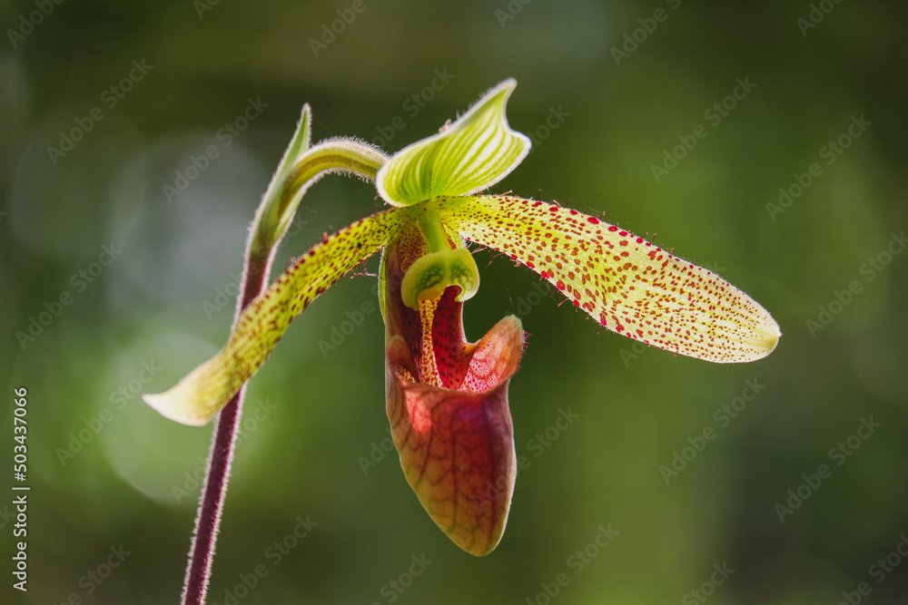 Orchid flower blooming close up in garden Orchid flower blooming close up in garden