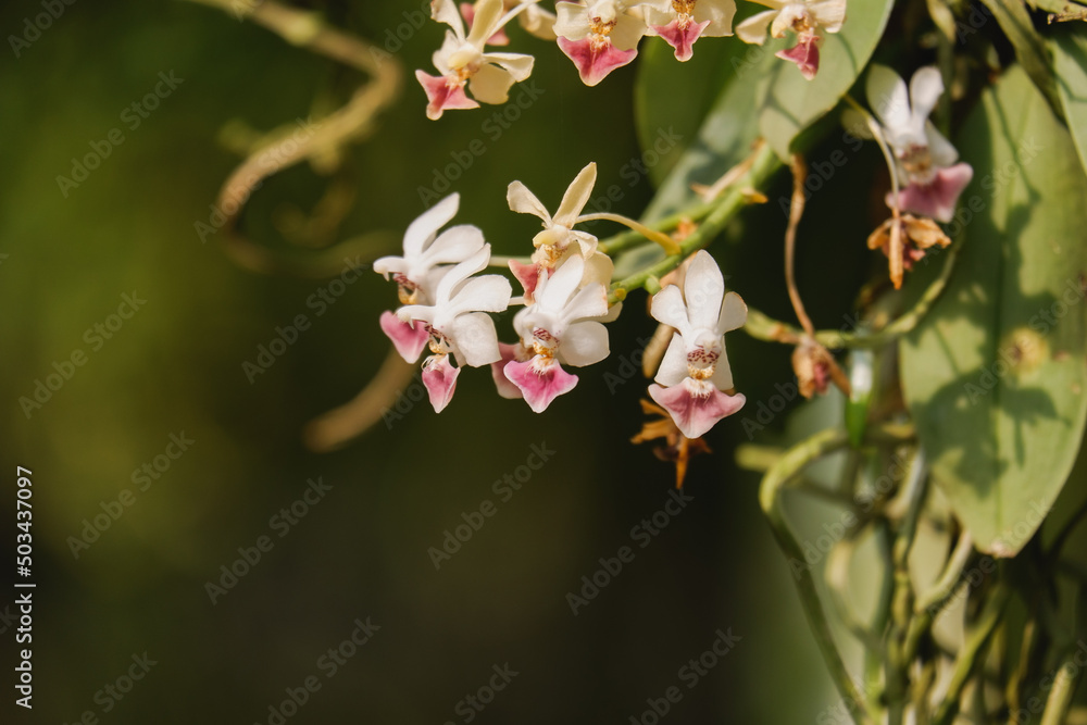 Orchid flower blooming close up in garden Orchid flower blooming close up in garden