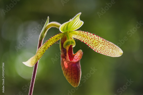 Orchid flower blooming close up in garden
