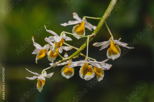 Orchid flower blooming close up in garden