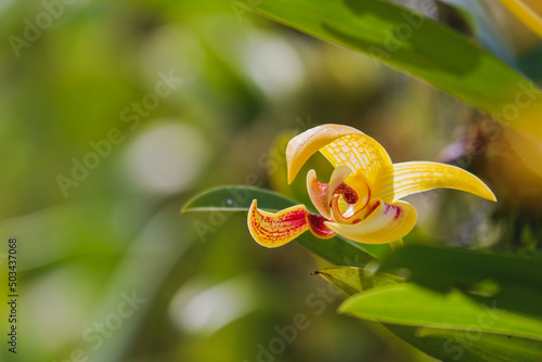 Orchid flower blooming close up in garden