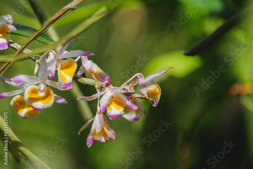 Orchid flower blooming close up in garden