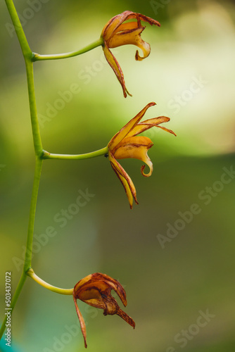 Orchid flower blooming close up in garden