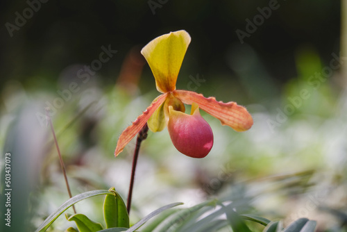 Orchid flower blooming close up in garden