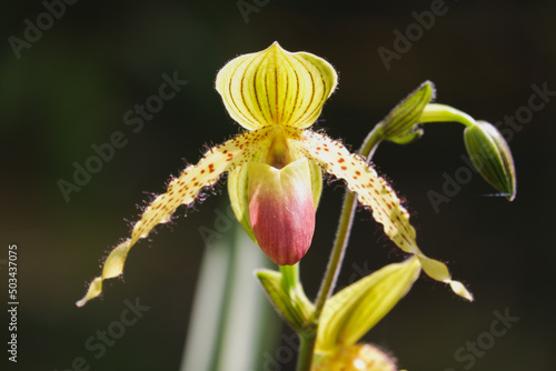 Orchid flower blooming close up in garden