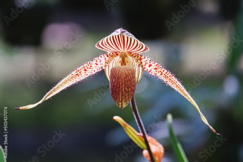 Orchid flower blooming close up in garden