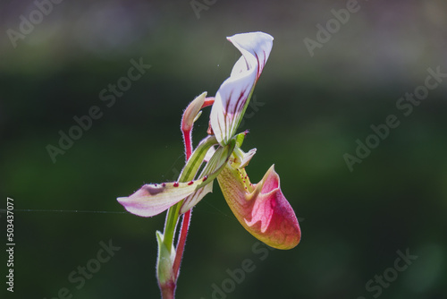 Orchid flower blooming close up in garden