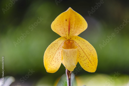Orchid flower blooming close up in garden