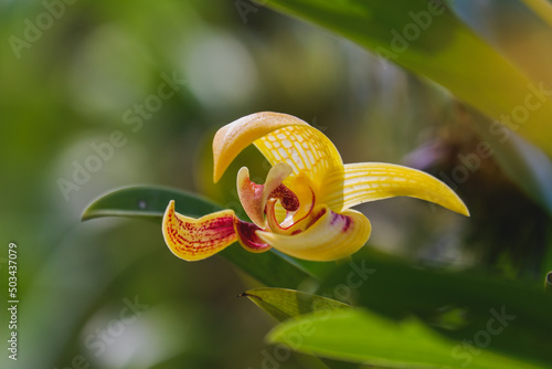 Orchid flower blooming close up in garden