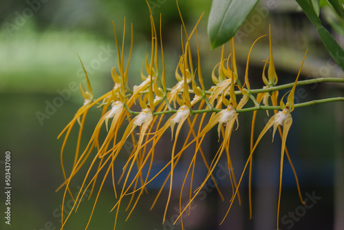 Orchid flower blooming close up in garden