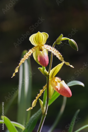 Orchid flower blooming close up in garden