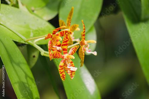 Orchid flower blooming close up in garden